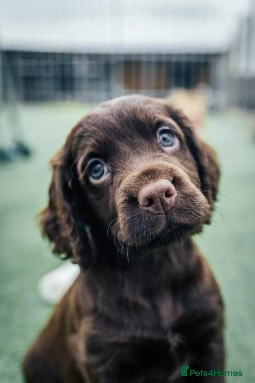 Cocker Spaniel dogs for stud: 💥HealthTested champ bred working cocker spaniel💥 in Cranbrook - Advert 15
