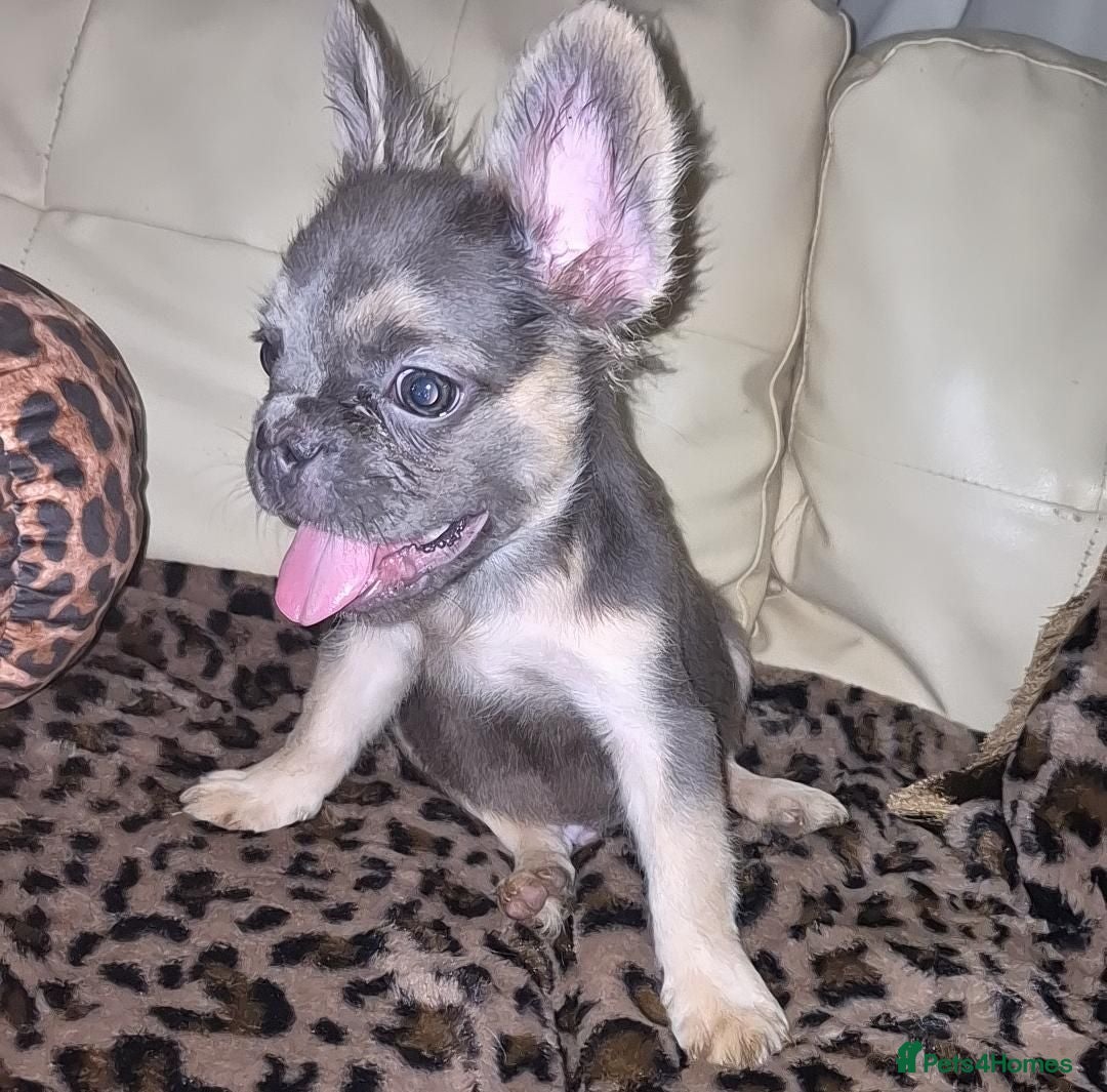French Bulldog dogs 🐾 LAST ONE!! Fluffy French Bulldog Puppies 🐾 - Advert 1