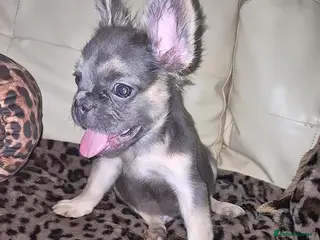 French Bulldog dogs 🐾 LAST ONE!! Fluffy French Bulldog Puppies 🐾 - Advert 4
