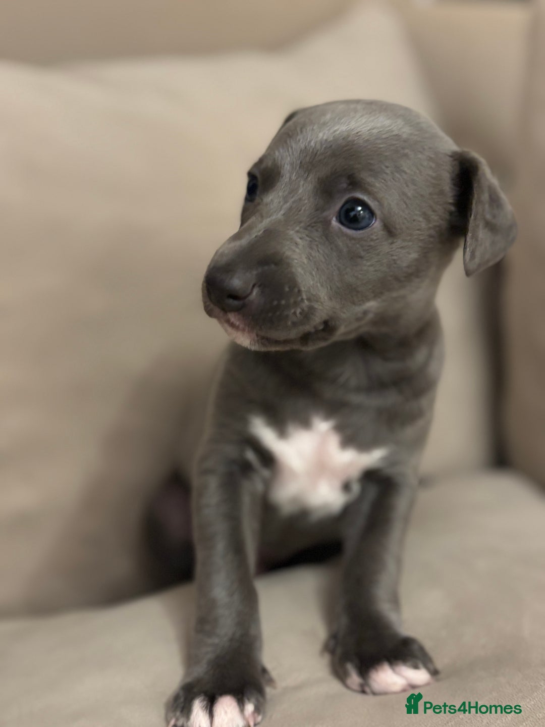 Whippet dogs for sale: Stunning KC registered whippet puppy’s  - Advert 17