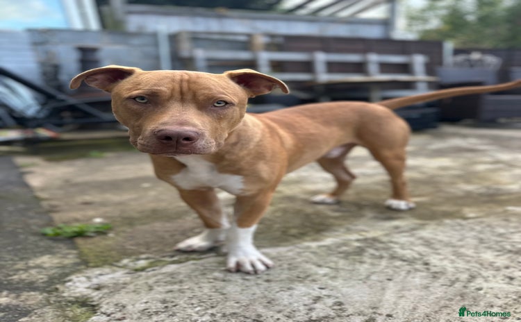 Mixed Breed dogs - Advert 1