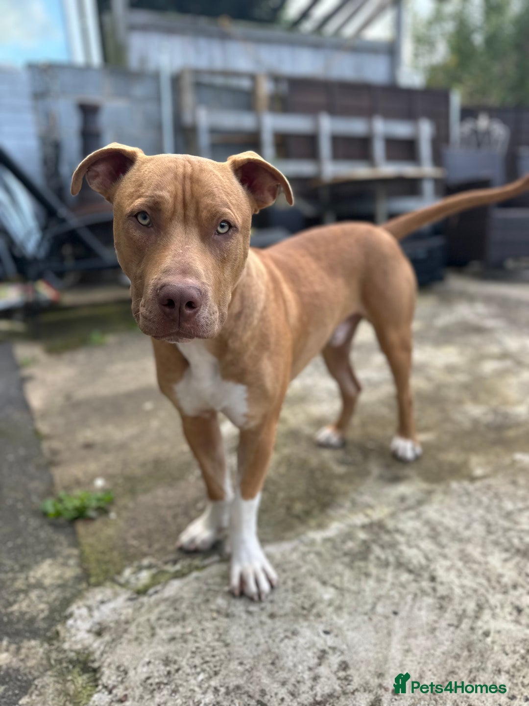 Mixed Breed dogs for sale: Staffy mix bull - Image 1