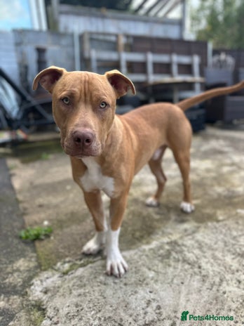 Mixed Breed dogs - Advert 12