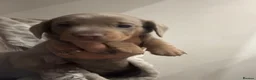 Miniature Dachshund dogs for sale: Long&Short Miniature Dachshunds  in Drybrook - Advert 11