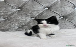 Bengal cats for sale: Bengal X kittens - Image 11