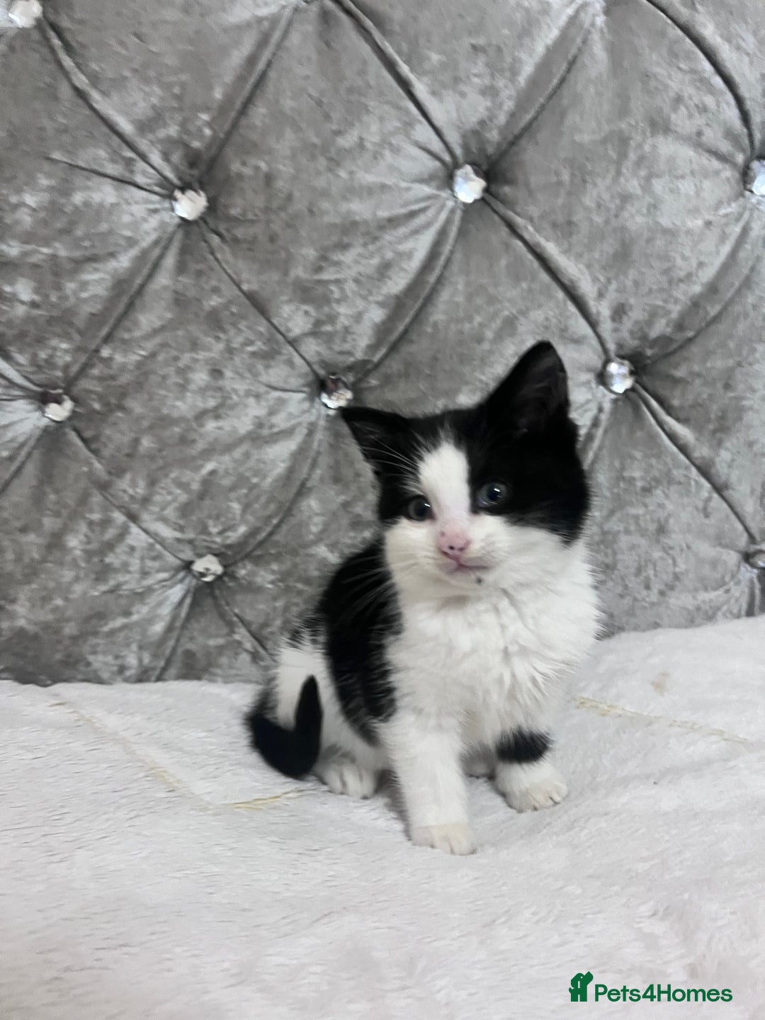 Bengal cats for sale: Bengal X kittens - Image 11