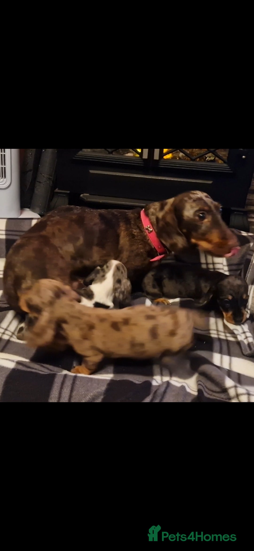Dachshund dogs for sale: Gorgeous dashound puppies for sale  - Image 5
