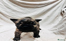 Mixed Breed dogs for sale: Beautiful frow frows for sale - Image 15