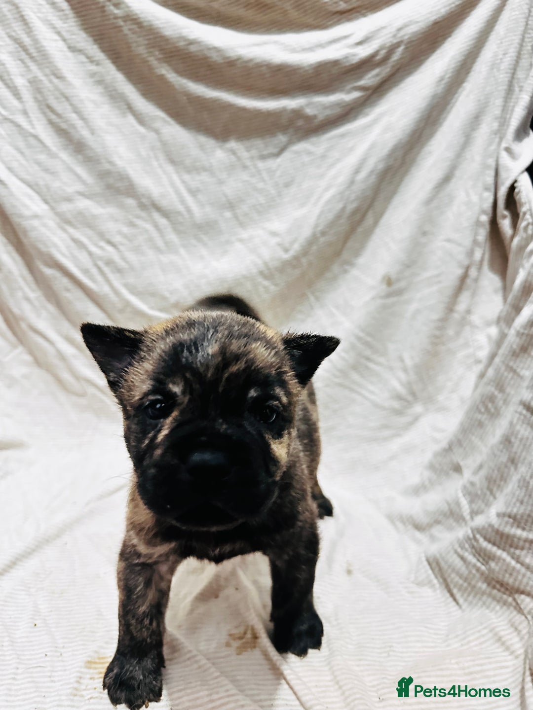 Mixed Breed dogs for sale: Beautiful frow frows for sale - Image 15