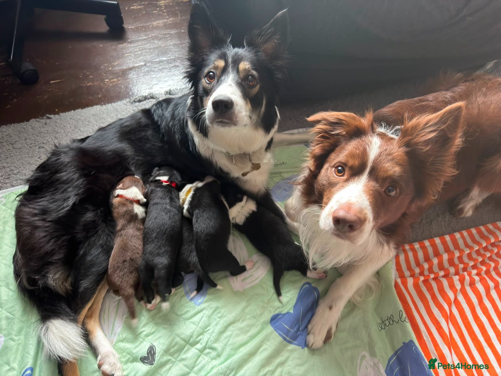 Border Collie dogs Border collie pups for sale - Advert 1