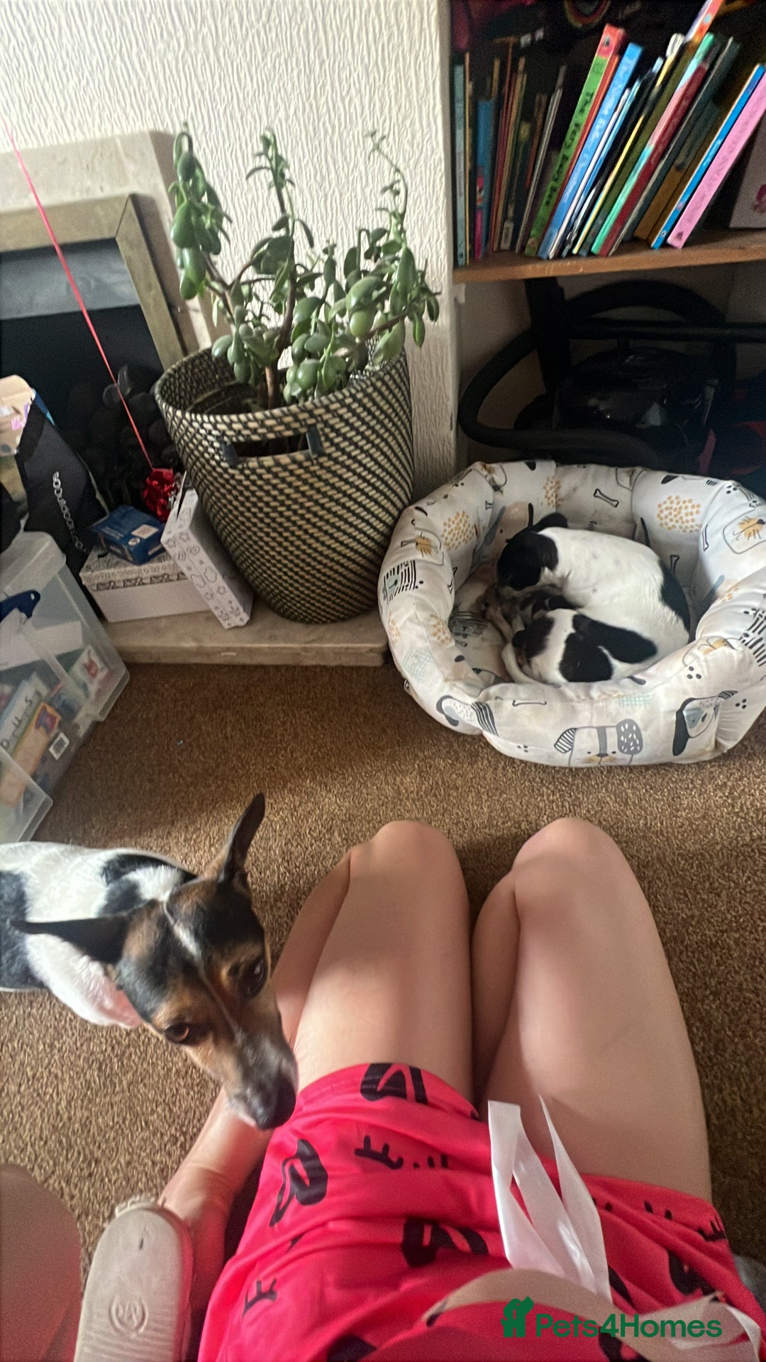 Jack Russell dogs for sale: Jack Russel puppies  - Image 5