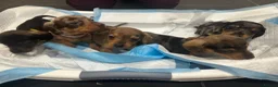 Miniature Dachshund dogs for sale: Miniature Dashounds Dapple  in Larkhall - Advert 11