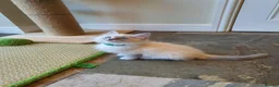 Ragdoll cats for sale: 💖Very Beautiful GCCF Registered Ragdoll Kittens. - Advert 28