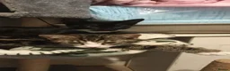 Mixed Breed cats for sale: Willow 13 week 9ld Black white kitten - Advert 2