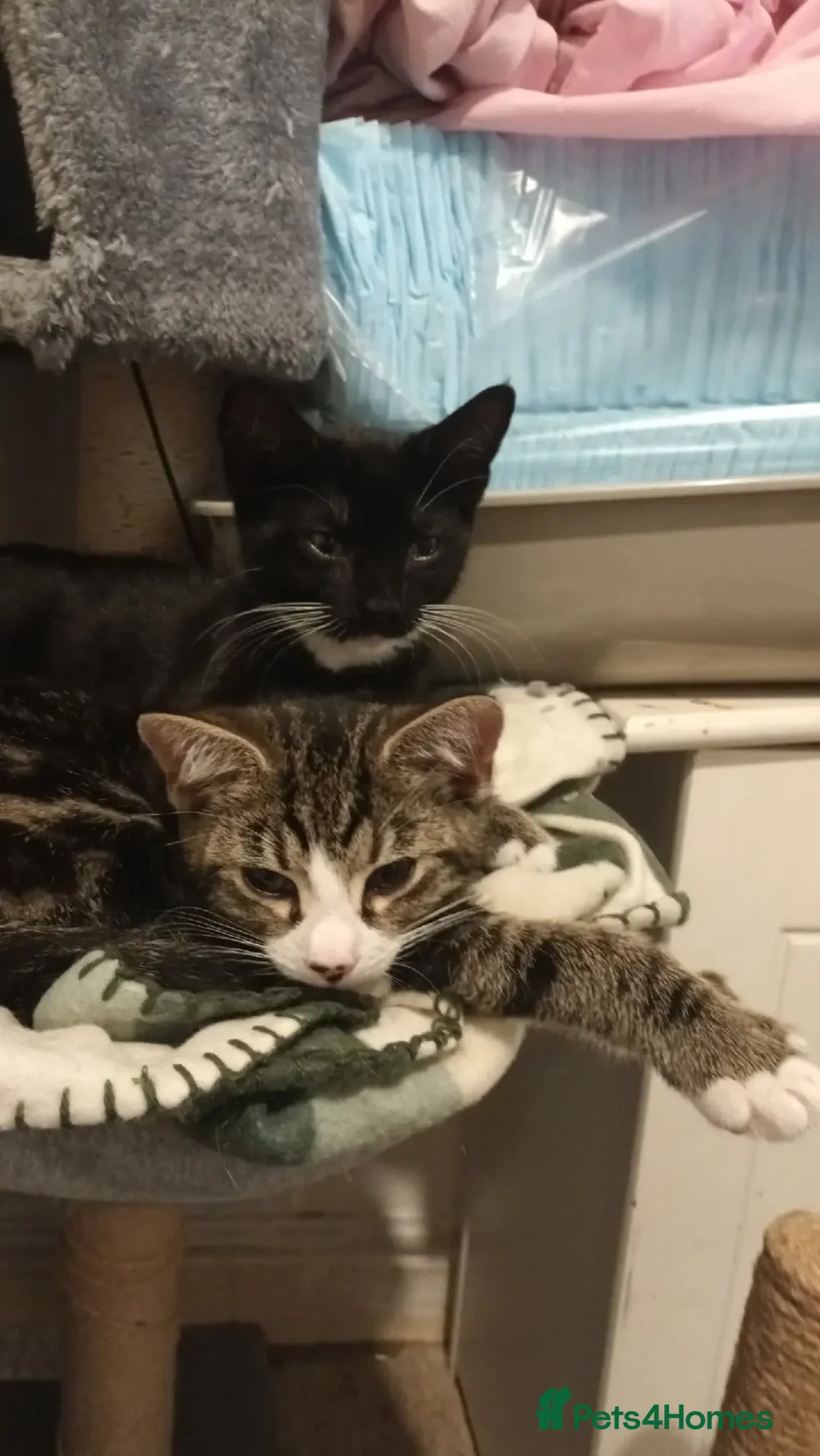 Mixed Breed cats for sale: Willow 13 week 9ld Black white kitten - Advert 2