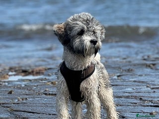 Lhasa Apso dogs Lhasa Apso looking for Love (Stud only) in Bournemouth - Advert 19