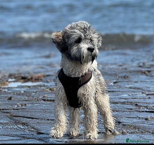 Lhasa Apso dogs Lhasa Apso looking for Love (Stud only) in Bournemouth - Advert 1