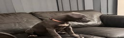 Cane Corso dogs for sale: Cane corso puppies - Advert 5