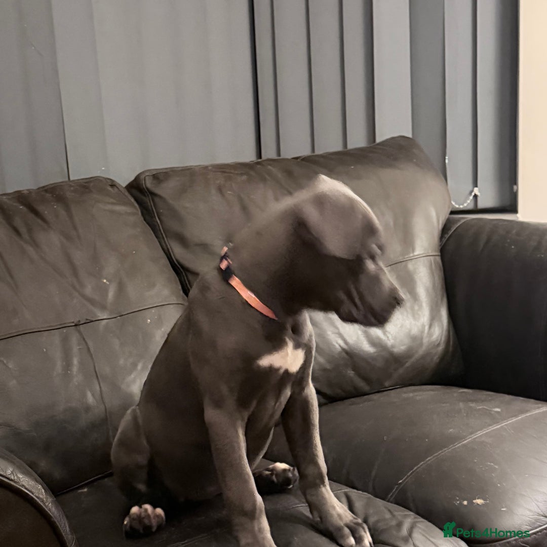 Cane Corso dogs for sale: Cane corso puppies - Advert 5