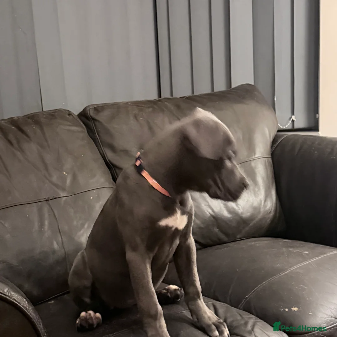 Cane Corso dogs for sale: Cane corso puppies - Advert 5