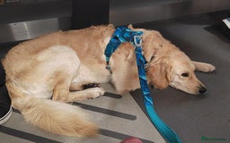 Goldendoodle dogs for stud: Mr Campbell  - Image 2