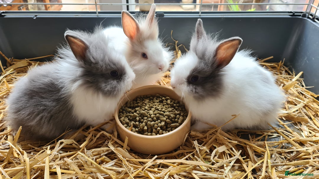 Lionhead rabbits for sale: READY NOW! Beautiful Baby Lionhead Bunnies - Image 6