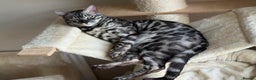 Bengal cats for sale: 💙Stunning Silver Charcoal black spotted tabby  - Advert 3