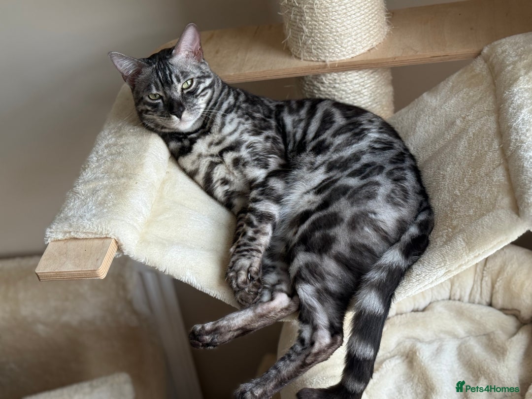 Bengal cats for sale: 💙Stunning Silver Charcoal black spotted tabby  - Advert 3