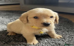 Labradoodle dogs for sale: Miniature Labradoodles  - Image 18
