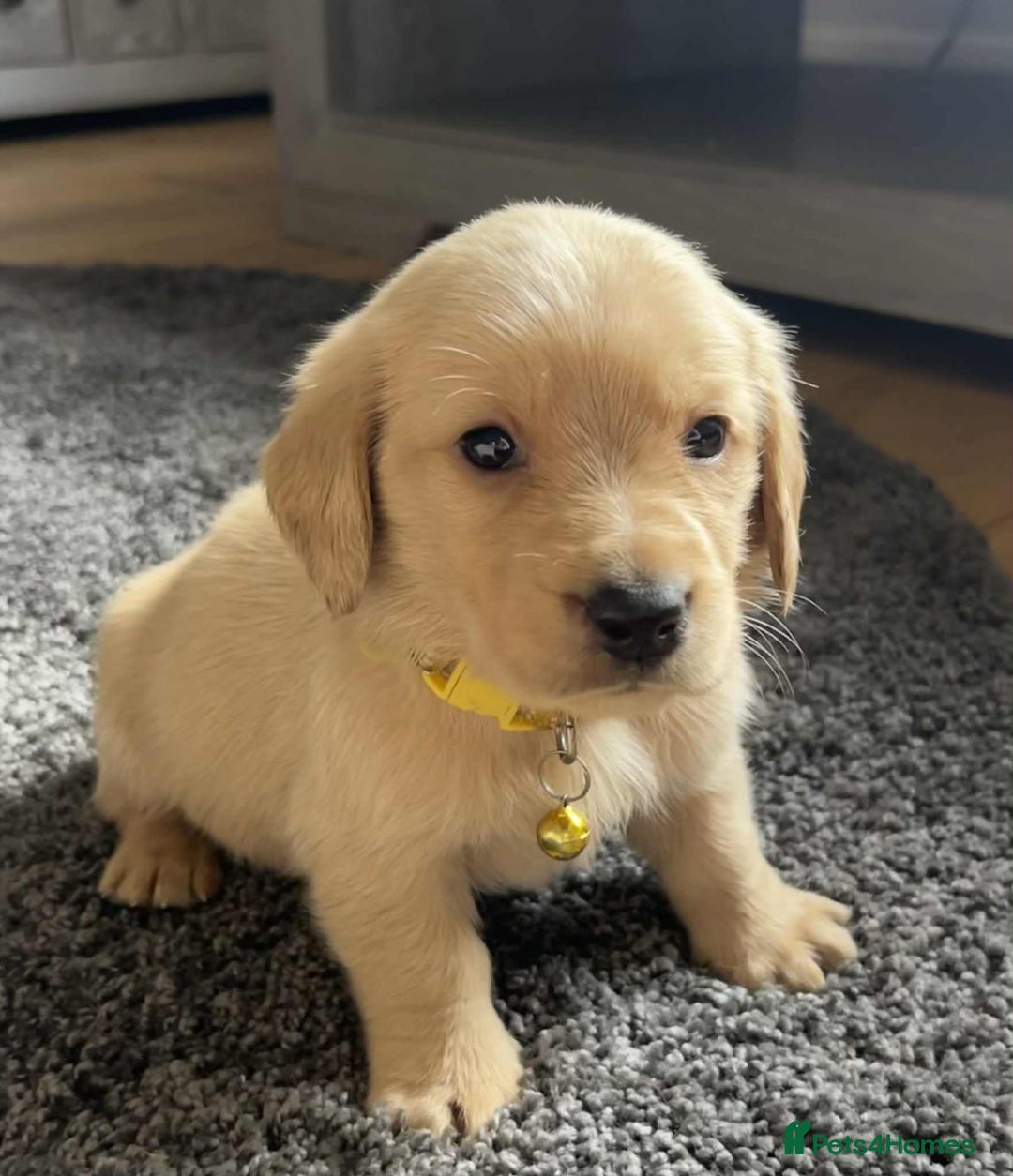 Labradoodle dogs for sale: Miniature Labradoodles  - Image 18