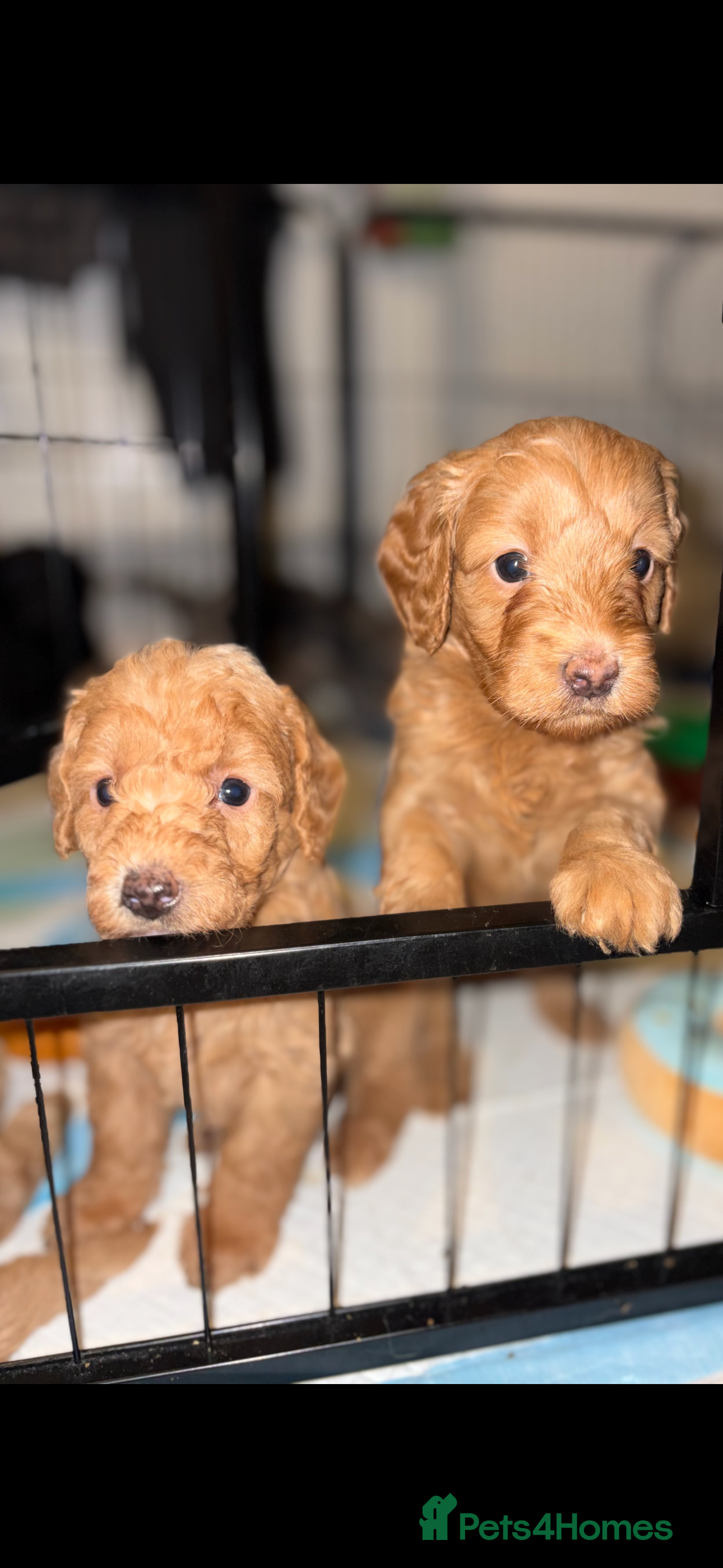 Labradoodle dogs 5* F1B Miniature Labradoodles  - Advert 5