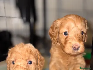 Labradoodle dogs 5* F1B Miniature Labradoodles - Advert 5