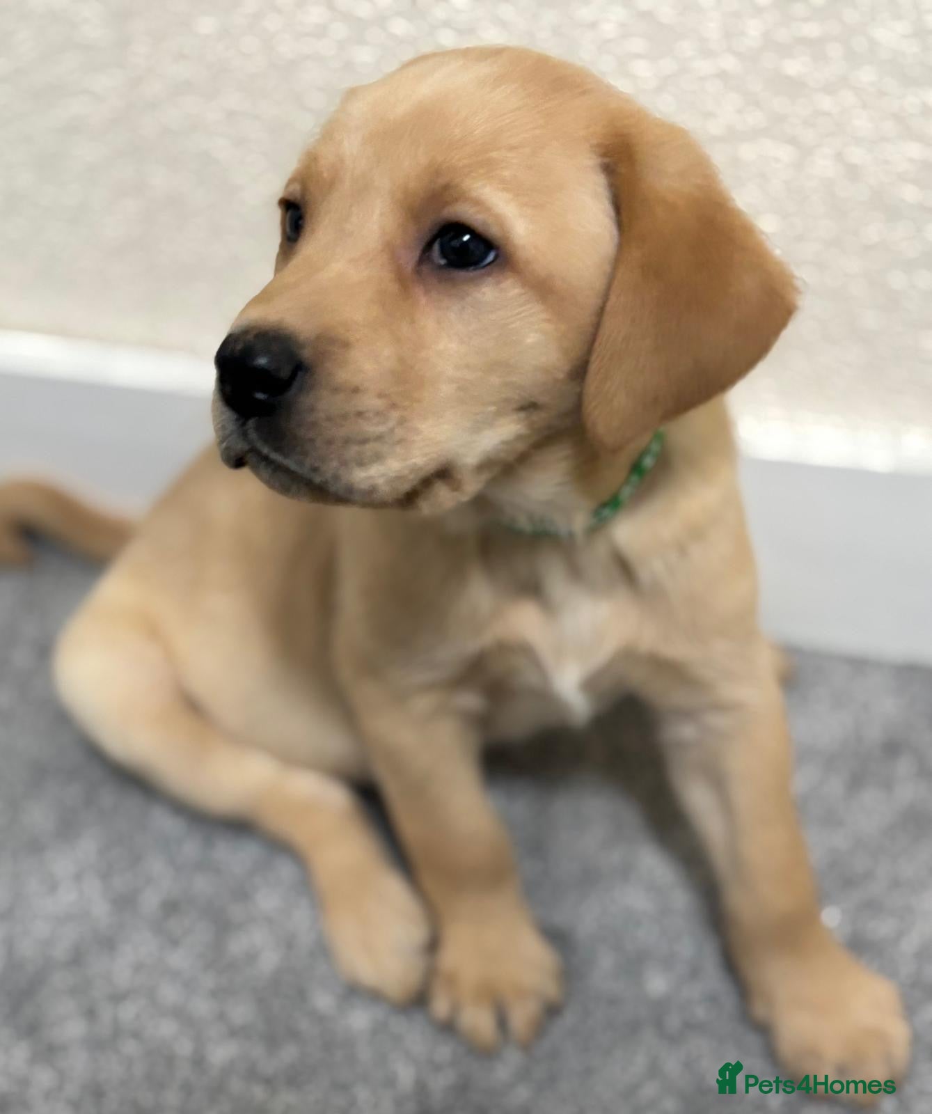 Labrador Retriever dogs Labrador puppies - Advert 6