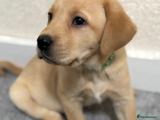 Labrador Retriever dogs Labrador puppies - Advert 1