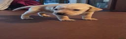 Labrador Retriever dogs for sale: Labrador puppies - Advert 12