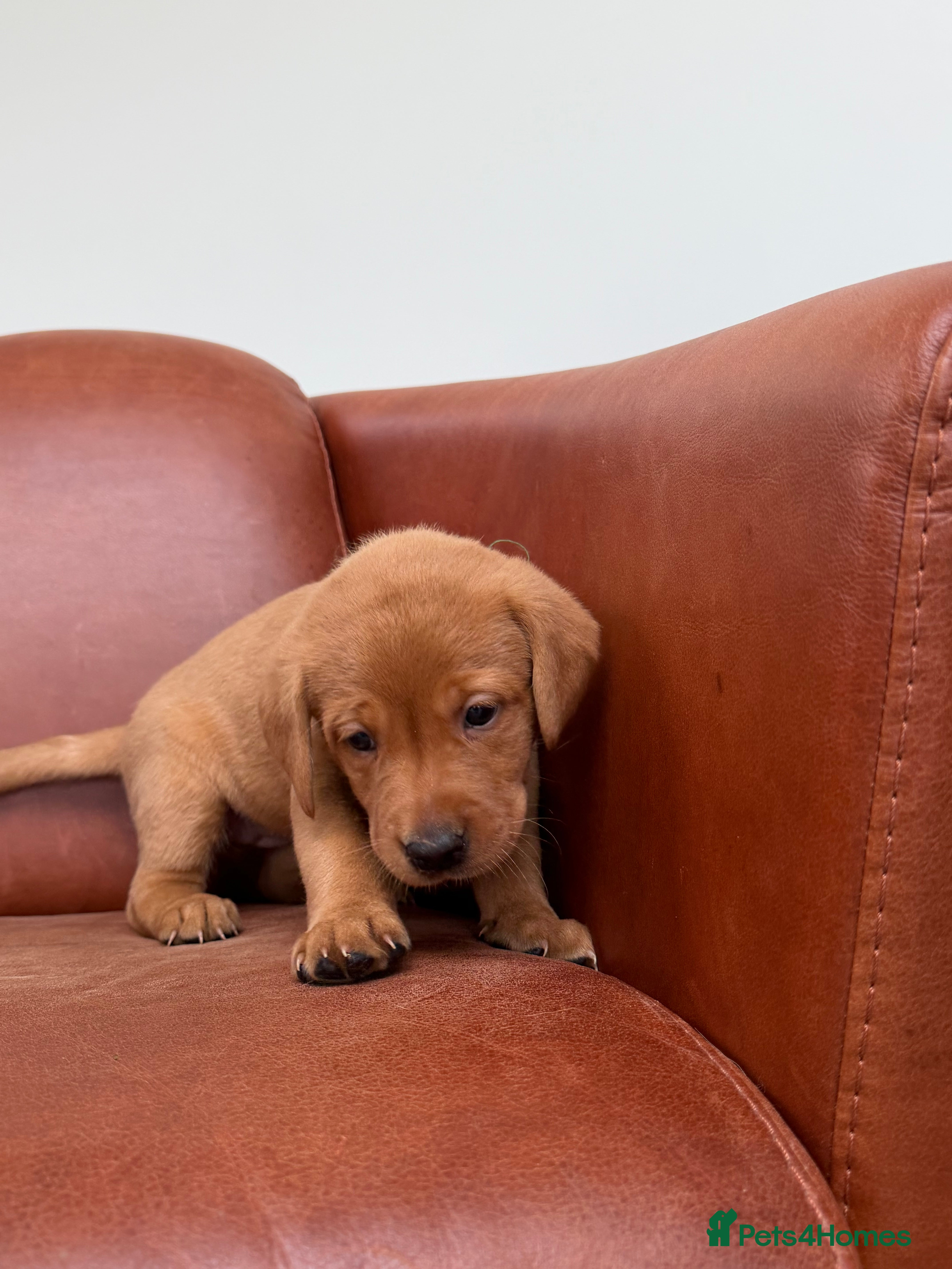 Labrador Retriever dogs Fox Red Puppies x2  - Advert 18