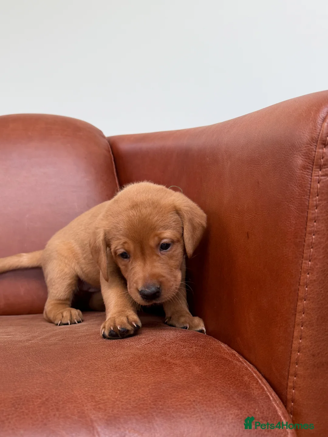 Labrador Retriever dogs for sale: Fox Red Puppies x2  - Advert 1