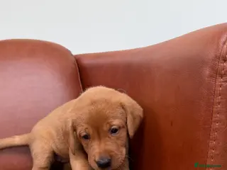 Labrador Retriever dogs Fox Red Puppies x2 - Advert 18