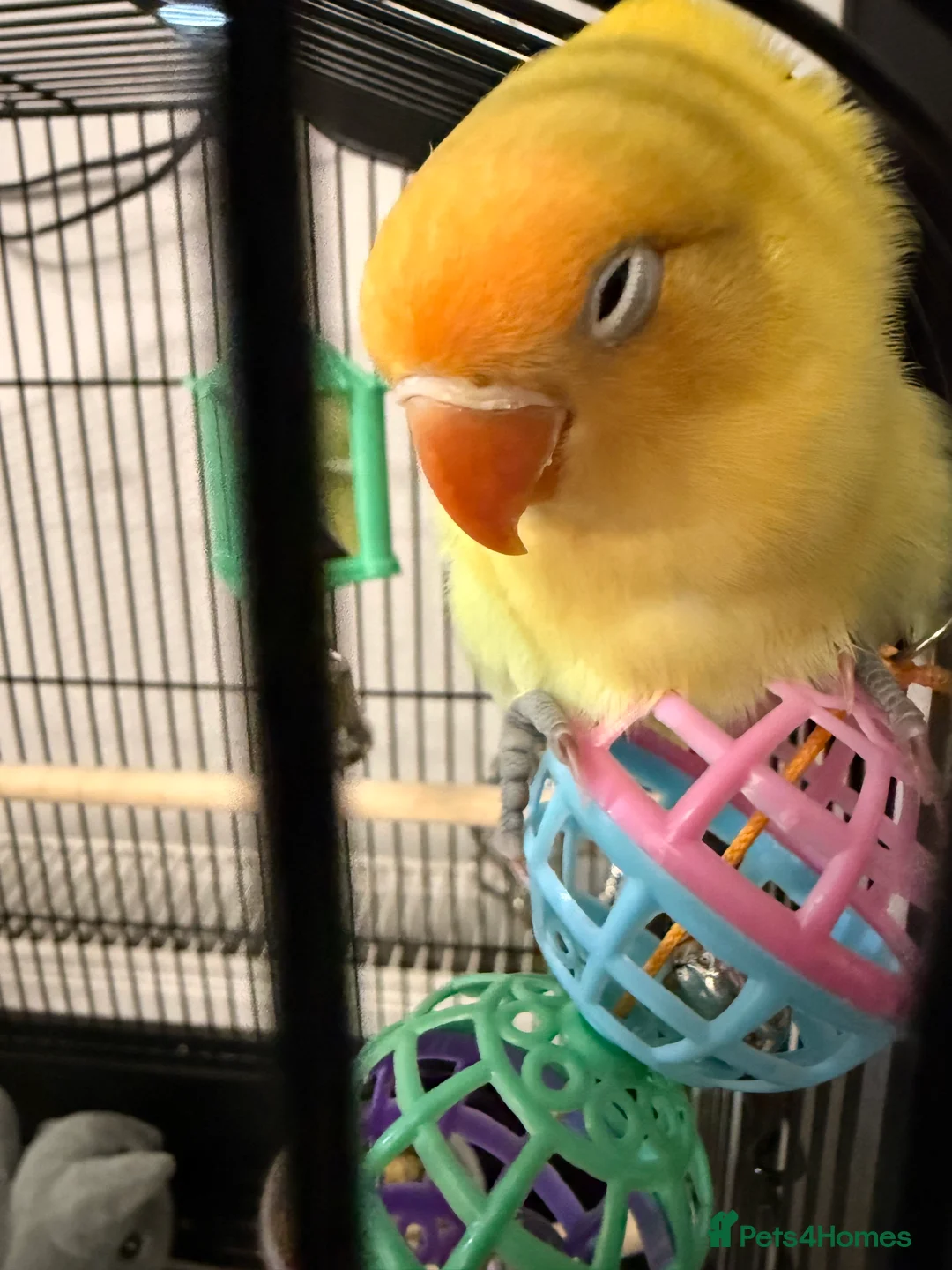 Mixed Breed birds for sale: Bird 4 months old  in Romford - Advert 8