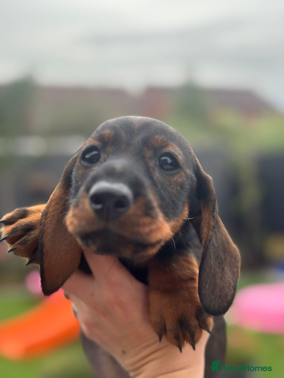 Dachshund dogs for sale: KC Register Standard Wirehaired Dachshund Puppies in Lincoln - Image 36