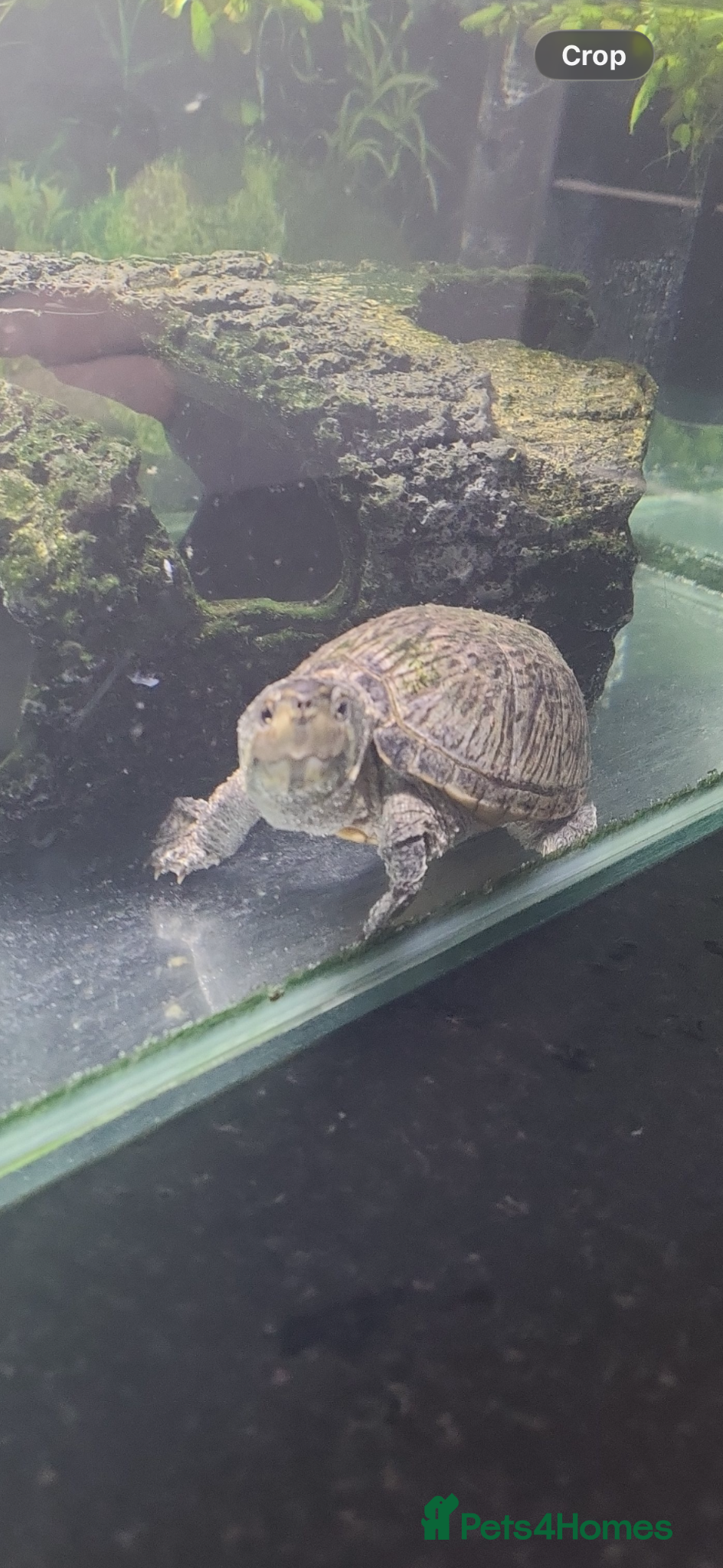 Turtle reptiles 3 year old musk turtle  - Advert 1