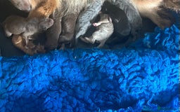 German Shepherd dogs for sale: German Shepherd Puppies Liver Isabella Blue Black  - Advert 27