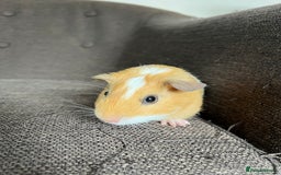 Guinea Pig rodents for sale: Baby BOY Guinea Pigs - Image 11