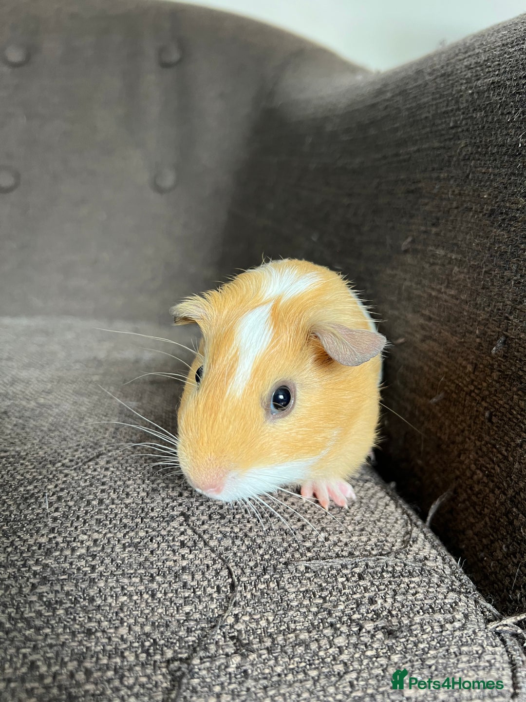 Guinea Pig rodents for sale: Baby BOY Guinea Pigs - Image 11