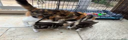 Mixed Breed cats for sale: Male tabby kittens  - Advert 5