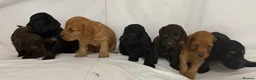 Cockapoo dogs for sale: Cockapoo f1 puppies in Bishop Auckland - Advert 5