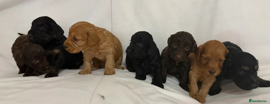 Cockapoo dogs for sale: Cockapoo f1 puppies in Bishop Auckland - Advert 5