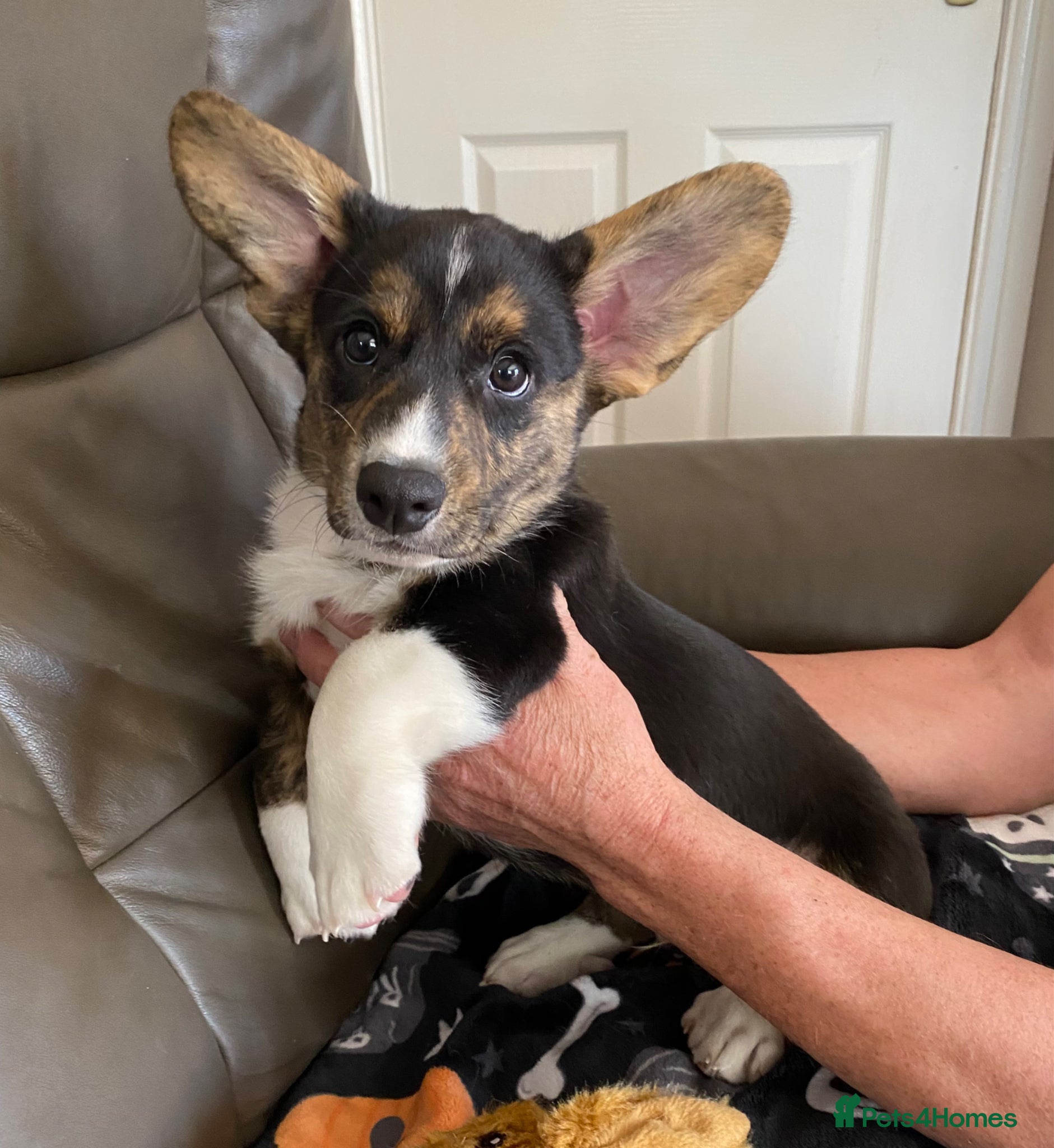 Welsh Corgi Cardigan dogs WELSH CARDIGAN CORGI PUPPY OSCAR - Advert 2