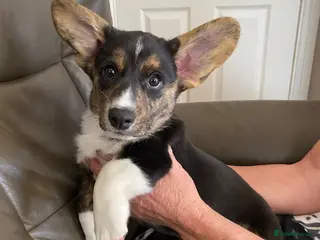 Welsh Corgi Cardigan dogs WELSH CARDIGAN CORGI PUPPY OSCAR - Advert 2