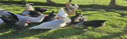Chickens poultry for sale: POL Olive eggers, Lavender marans other large fowl - Advert 9